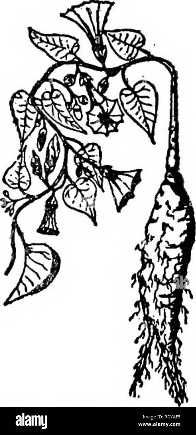. Un manuel de plantes toxiques, principalement de l'Est de l'Amérique du Nord, avec de brèves notes sur le développement économique et les plantes médicinales, et de nombreuses illustrations. Plantes toxiques. Fig. 402. (Gialappa Ipomoea Purga). Plante et tuber. Fournit un fort purgatif. (À partir de la Vesque Caractéristiques de Botanique.) Fig. 403. L'homme de- Terre ilpomoea fastigia- ta.) utilisée par les Indiens comme nourriture. Millspaugh (Selby.). Veuillez noter que ces images sont extraites de la page numérisée des images qui peuvent avoir été retouchées numériquement pour plus de lisibilité - coloration et l'aspect de ces illustrations ne peut pas parfaitement ressembler à l'œuvre originale Banque D'Images
