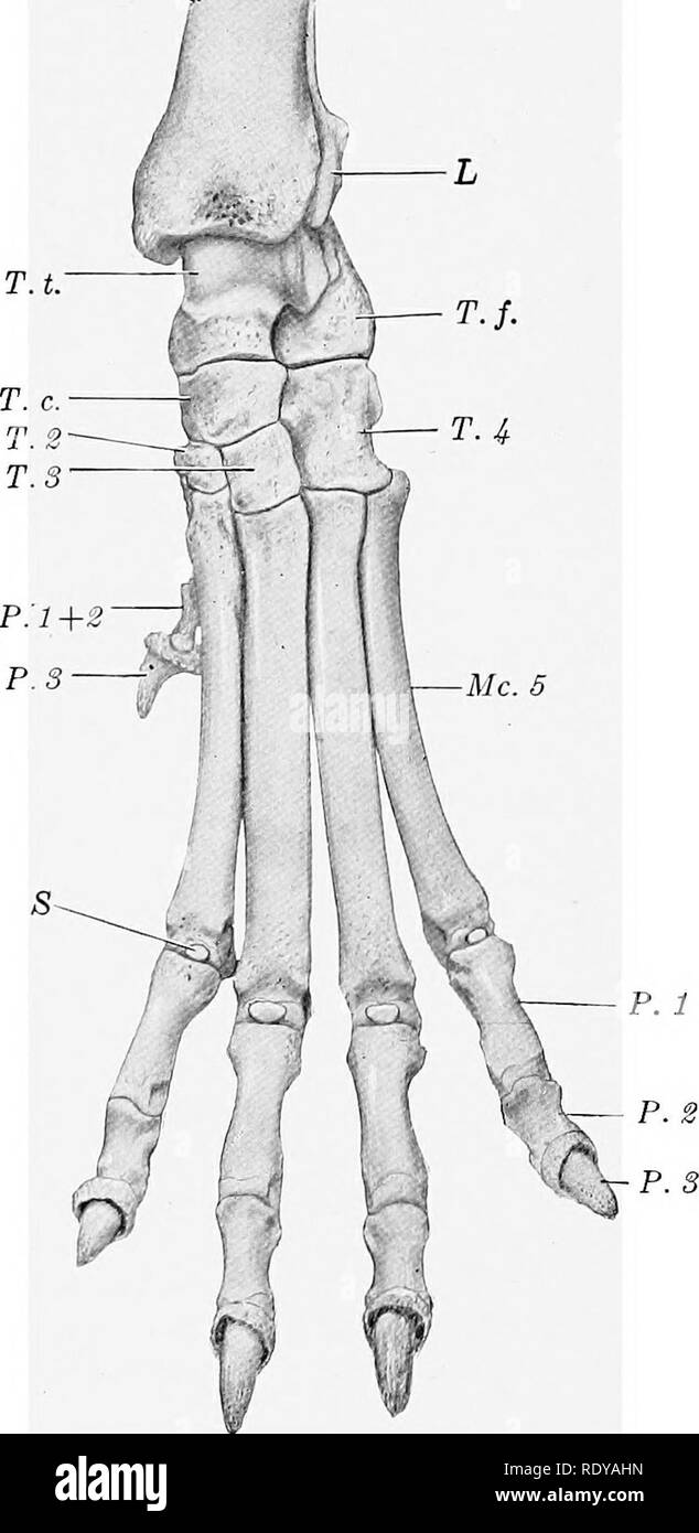 . L'anatomie de l'animaux domestiques . Anatomie vétérinaire. 206 LES ARTICULATIONS OU LES ARTICULATIONS du tarse et rencontrer d'abord à l'insertion du muscle jambier antérieur. Dans certains cas, il fusionne avec la première ; tarses lorsque le premier chiffre est bien développé, son métatarsien peut ressembler à l'Autres (à l'exception de la taille) ou être réduit dans sa partie proximale d'une bande fibreuse. Les autres métatarses sont un peu plus longue que les métacarpes correspondants. Leurs extrémités proximales sont allongées d'avant en arrière et les projections plantaires ont, ce qui dans le cas de la troisième et quatrième ont habituellement des facettes. Fig. 228.-Skelet Banque D'Images