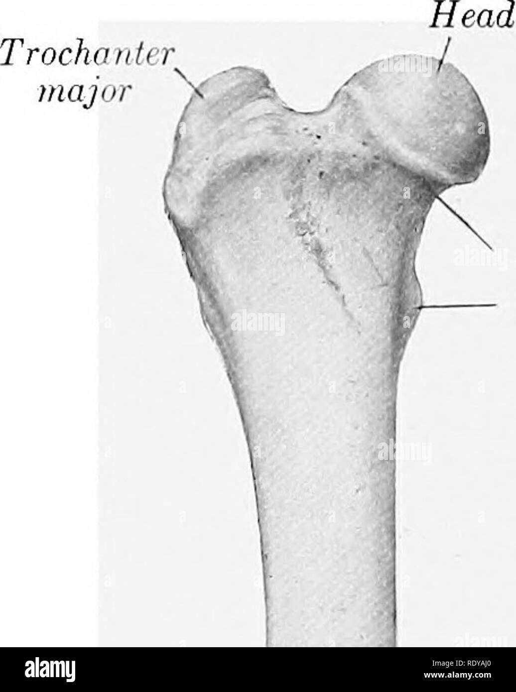 . L'anatomie de l'animaux domestiques . Anatomie vétérinaire. 204 SQUELETTE DU CHIEN inent. Le foramen nutritif est généralement dans le tiers proximal de la frontière latérale. La grosse tubérosité n'est pas cannelé, mais porte une marque distincte où le ligamentum patellffi est joint. Il y a un petit pour le péroné sur la postero-latéral du condyle latéral, et un petit Os sésamoïde dans le tendon d'origine du popliteus est en contact avec l'angle postérieur de ce dernier. L'extrémité distale est quad- rangular et relativement faible. Les rainures articulaire et ridge sont presque sagittal. Il y a un f Banque D'Images