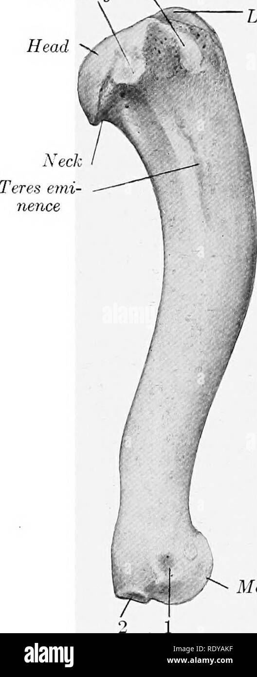 . L'anatomie de l'animaux domestiques . Anatomie vétérinaire. Iritertuheral ^ tubérosité médiale"""""^ Tête Tête Cou tubérosité deltoïde Mu-ic u lo-rainure en spirale condyloid latérale Olécrâne épicondyle médial fossa crest epicondyle latéral Fig. 218.-l'humérus gauche de chien, vue latérale.. Tuber- osity latéral condyle médial Fig. 219.-l'humérus gauche de chien ; vue médiale. 1, de l'attachement du ligament médial du coude ; 2, l'attachement des muscles fléchisseurs de medial epicondyle. ishes en taille en bas. Il traverse la surface palmaire du rayon medio-laterall}^ l'arbre est grand et trois-si Banque D'Images