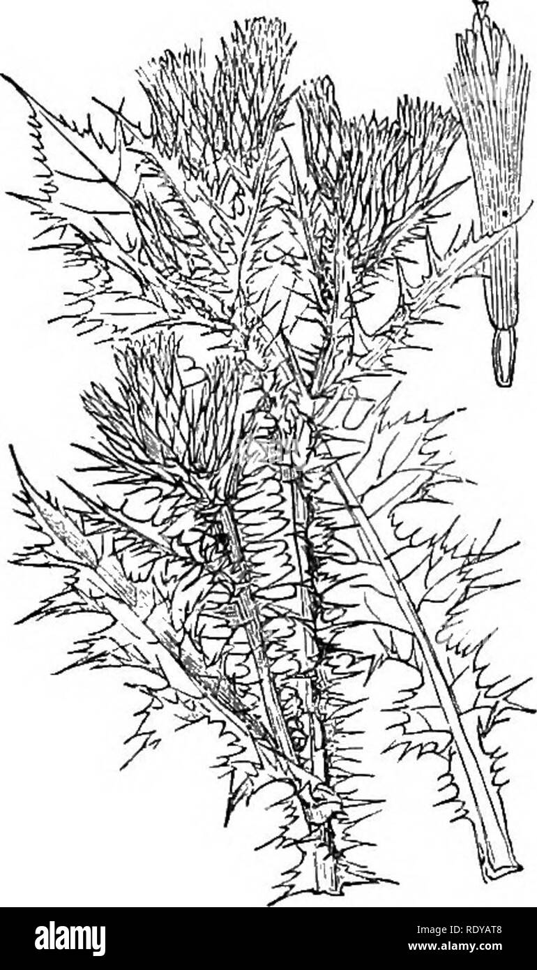 . Illustrations de la flore britannique : une série de gravures sur bois, avec des plantes, des dissections britannique. La botanique, la botanique. 557. Cardmis acanthoides. 556. Carduus nutans.. Veuillez noter que ces images sont extraites de la page numérisée des images qui peuvent avoir été retouchées numériquement pour plus de lisibilité - coloration et l'aspect de ces illustrations ne peut pas parfaitement ressembler à l'œuvre originale.. Fitch, W. H. (Walter Hood), 1817-1892 ; Smith, George Worthington, 1835-1917 ; Bentham, George, 1800-1884. Manuel de la flore britannique. Londres, L. Reeve &AMP ; Co. Banque D'Images