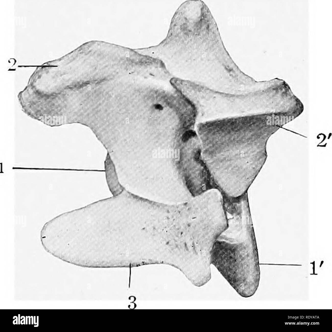 . L'anatomie de l'animaux domestiques . Anatomie vétérinaire. Fig. 200.-Thied vertèbre cervicale de chien, vue latérale gauche. 1, 2, antérieur et postérieur se termine de corps ; 3, 3 ; 4, les processus articulaires, apophyse épineuse ; 5, 6 ; 7, processus transverses, foramen transversarium. Fig. 201.-quatrième vertèbre cervicale de chien, vue latérale gauche. 1, 1, des extrémités antérieure et postérieure du corps ; 2, 2', les processus articulaires ; processus. 3, apophyse transverse ; 4, de l'apophyse. Veuillez noter que ces images sont extraites de la page numérisée des images qui peuvent avoir été retouchées numériquement pour plus de lisibilité - coloration et apparition de thes Banque D'Images