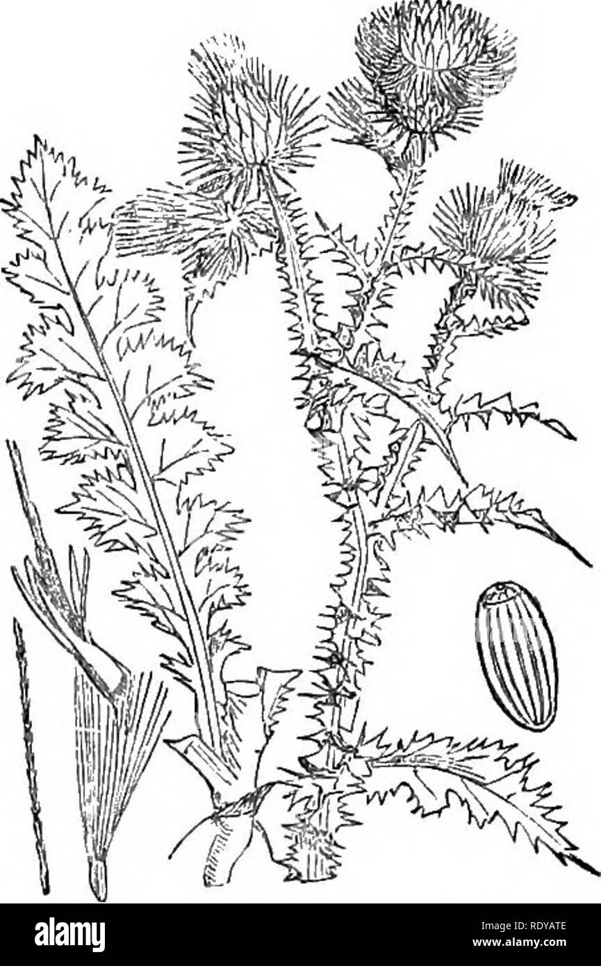. Illustrations de la flore britannique : une série de gravures sur bois, avec des plantes, des dissections britannique. La botanique, la botanique. 557. Cardmis acanthoides. 556. Carduus nutans.. Veuillez noter que ces images sont extraites de la page numérisée des images qui peuvent avoir été retouchées numériquement pour plus de lisibilité - coloration et l'aspect de ces illustrations ne peut pas parfaitement ressembler à l'œuvre originale.. Fitch, W. H. (Walter Hood), 1817-1892 ; Smith, George Worthington, 1835-1917 ; Bentham, George, 1800-1884. Manuel de la flore britannique. Londres, L. Reeve &AMP ; Co. Banque D'Images