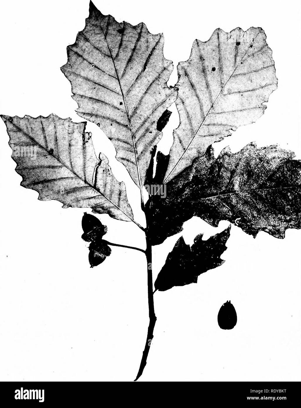 Les Arbres De L Indiana Les Arbres 105 Plaque 41 A A A Quercus Bicolor Willdenow Chene Bicolore A Gt Veuillez Noter Que Ces Images Sont Extraites De Les Arbres De L Indiana Les Arbres 105 Plaque 41 A A A Quercus Bicolor Willdenow Chene Bicolore A Gt Veuillez Noter Que Ces Images Sont Extraites De