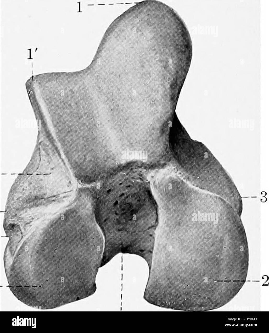 . L'anatomie de l'animaux domestiques . Anatomie vétérinaire. Fig. 93.-extrémité proximale du fémur droit de cheval ; FIN^^'IEw. 1, tête ; 2-, fovea capitis ; 3, du cou ; 4, 5, parties antérieure et postérieure du grand trochanter.. 3'- 5- Intercondyloid Joss, j Fig. 94.-extrémité distale de Fe-Droit de l'ivr ; vue en bout. 1, V, crêtes médial et latéral de la trochlée ; 2, 2 condyles médial et latéral ; 3, 3', epicondyles médial et latéral ; 4, 5 ; Fosse de l'extenseur, la dépression d'origine des popUteus. lateralis) est moins distincte ; il présente une marque lorsque le ligament latéral est jointe, ci-dessous et derrière laquelle le Banque D'Images