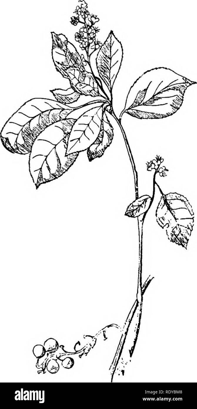 . Un manuel de plantes toxiques, principalement de l'Est de l'Amérique du Nord, avec de brèves notes sur le développement économique et les plantes médicinales, et de nombreuses illustrations. Plantes toxiques. ROSACEAE PRUNUS 519-manger les feuilles flétries. Il ajoute aussi que les semences de toutes les variétés de cerises et de prunes, d'espèces indigènes et introduites sont sujets à suspicion. La chair d'aucune des espèces n'est en aucun cas toxique. Chesnut dit aussi dans une autre contribution, qu'aucun cas sont dans les dossiers où stock ont été empoisonnées par manger les feuilles de toute espèce, tout en restant sur l'arbre. C'est seulement après qu'ils ont été coupés et ar Banque D'Images . Un manuel de plantes toxiques, principalement de l'Est de l'Amérique du Nord, avec de brèves notes sur le développement économique et les plantes médicinales, et de nombreuses illustrations. Plantes toxiques. ROSACEAE PRUNUS 519-manger les feuilles flétries. Il ajoute aussi que les semences de toutes les variétés de cerises et de prunes, d'espèces indigènes et introduites sont sujets à suspicion. La chair d'aucune des espèces n'est en aucun cas toxique. Chesnut dit aussi dans une autre contribution, qu'aucun cas sont dans les dossiers où stock ont été empoisonnées par manger les feuilles de toute espèce, tout en restant sur l'arbre. C'est seulement après qu'ils ont été coupés et ar Banque D'Images