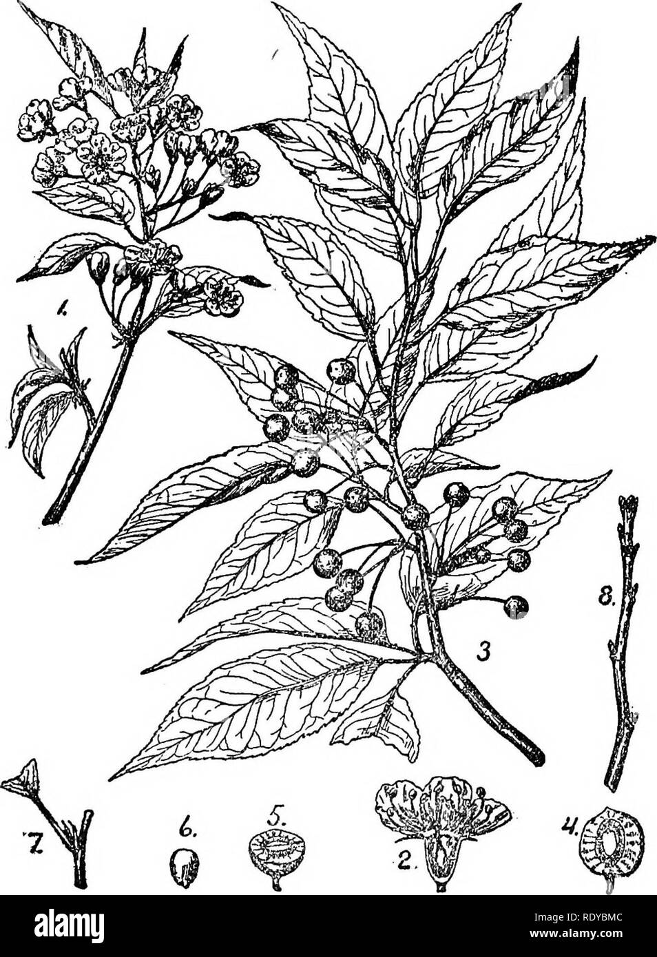 . Un manuel de plantes toxiques, principalement de l'Est de l'Amérique du Nord, avec de brèves notes sur le développement économique et les plantes médicinales, et de nombreuses illustrations. Plantes toxiques. 516 Manuel de plantes toxiques de la distribution. À partir de la Nouvelle Angleterre à l'Ontario, de la Floride et le Texas, le Kansas, Dakota du Nord et du Minnesota. Pennsyhanica Prunus L. Wild Cherry Rouge un petit arbre de 20 à 30 pieds de haut, écorce brun clair ; feuilles ovales ou lanceo- tard, aigu ou acuminé, finement et fortement dentées, glabres, de sveltes pétiole ; fleurs blanches en grappes corymbose, des fruits petits, globuleux, rouge clair, de la teinte et de l'aigreur. La distribution. Dans les bois. Sw Banque D'Images . Un manuel de plantes toxiques, principalement de l'Est de l'Amérique du Nord, avec de brèves notes sur le développement économique et les plantes médicinales, et de nombreuses illustrations. Plantes toxiques. 516 Manuel de plantes toxiques de la distribution. À partir de la Nouvelle Angleterre à l'Ontario, de la Floride et le Texas, le Kansas, Dakota du Nord et du Minnesota. Pennsyhanica Prunus L. Wild Cherry Rouge un petit arbre de 20 à 30 pieds de haut, écorce brun clair ; feuilles ovales ou lanceo- tard, aigu ou acuminé, finement et fortement dentées, glabres, de sveltes pétiole ; fleurs blanches en grappes corymbose, des fruits petits, globuleux, rouge clair, de la teinte et de l'aigreur. La distribution. Dans les bois. Sw Banque D'Images