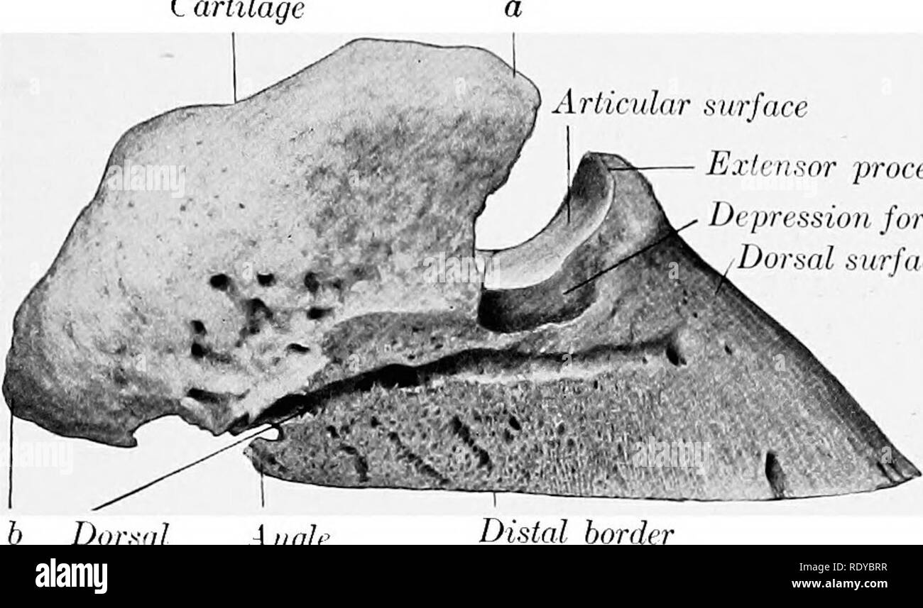 . L'anatomie de l'animaux domestiques . Anatomie vétérinaire. La troisième phalange 103 de chaque côté est une cle- sorius), à laquelle le tendon extenseur commun est fixé, pression pour la fixation d'un ligament collatéral. La nageoire dorsale et à la surface du mur (faciès dorsalis) de l'avant et vers le bas des pentes de l'angle de l'IHE de mclmation sur le plan de masse est d'environ 45 à 50 degrés à l'avant du cartilage. Surface articulaire processus extenseur de la dépression pour surface dorsale du ligament latéral distal de l'angle Dorsal groove frontière Fig. 81.-Troisième phalange de cheval ; vue latérale. a, b, extrémités antérieure et postérieure de cartila Banque D'Images