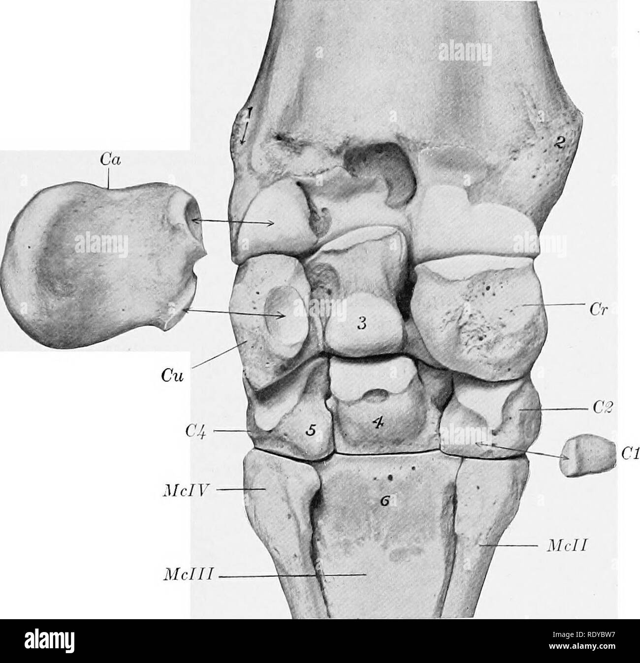 Avant Bras Os Muscle Ligaments Articulation Schéma Sans Fleche Radial carpal Banque d'images noir et blanc - Alamy