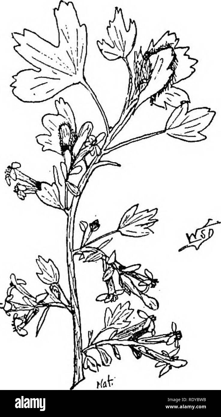 . Un manuel de plantes toxiques, principalement de l'Est de l'Amérique du Nord, avec de brèves notes sur le développement économique et les plantes médicinales, et de nombreuses illustrations. Plantes toxiques. Fig. 261. Bien Commun- dew (Drosera rotundiflora). Toxique pour les bovins. (Après Fitch). Fig. 262. Groseille (Rihes Missouri. aureum). Les fleurs sont spicy frag- rant. Il s'agit d'un arbuste bien connu. (W. S. Dudgeon). (R. aureum), l'Crandall, une forme cultivée bien connue ; l'oie cultivées- berry (R. Grossularia groseille), Missouri {R. gracile) ; la culture {hortensias Hydrangea paniculata) ; l'hortensia sauvage (,H. arhorescens) ; l'utilisation Banque D'Images