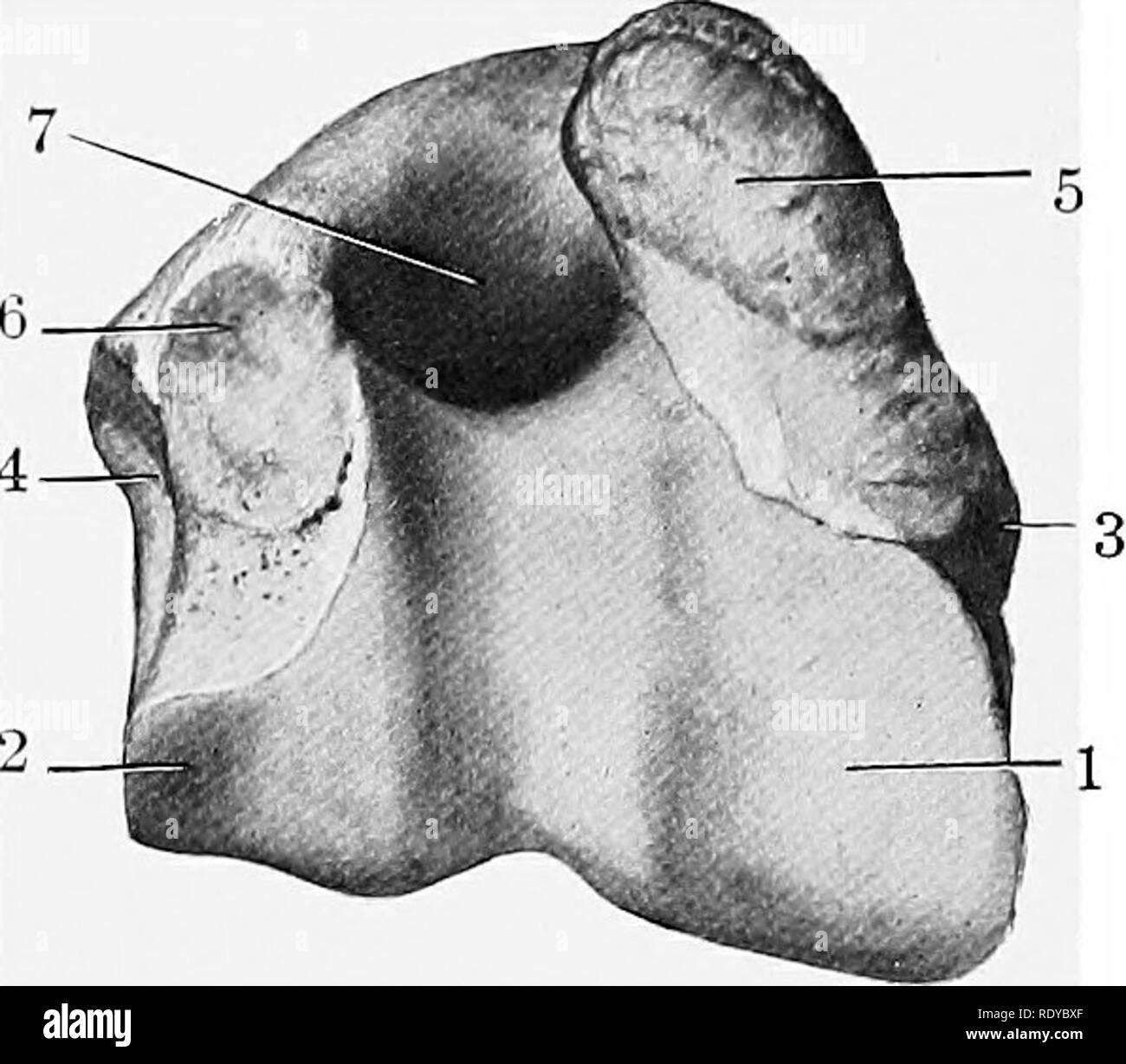 . L'anatomie de l'animaux domestiques . Anatomie vétérinaire. Fig. 65.-l'extrémité proximale de l'humérus gauche du cheval ; Fin ^« IEW. 1, Intertuberal (ou bicipital) gorge ; 2, 3, partie antérieure des parties de tubérosités latérale et médiale ; 4, poplité ; 5, 6, postérieure de tubérosités latérale et médiale ; 7, chef.. Fig. 66.-extrémité distale de l'humérus gauche du cheval ; fin 'iev. Condyle médial, 1 ; 2, 3 ; condyle latéral, partie d'epicondyle médial ligament médian auquel est attaché ; 4, la dépression dans laquelle est attaché ; Ugament latérale 5, 6, domaines de l'attachement des muscles extenseurs et fléchisseurs du carpe et dig Banque D'Images