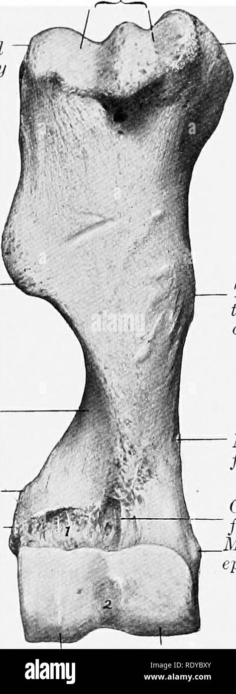 . L'anatomie de l'animaux domestiques . Anatomie vétérinaire. Épicondyle latéral epicondyle médial non- Olecra fossa Fig. 63. Humbrus -gauche decheval ; vue latérale. 1, zone rugueuse à laquelle tendon du sous-épineux est joint ; 2, 3 ; crête, la dépression pour raccordement de hgament latéral. Tubérosité latérale tubérosité deltoïde latéral musculo- rainure en spirale condyloid epicondyle latéral (Intertuberal crest ou bicipital) gorge. Tubercule médial- osity Teres tuber- osity foramen nutritif epicondyle médial fossa Coronoid condyle latéral condyle médial Fig. 64. Droit de l'humérus de cheval ; Vue de face. 1, section f Banque D'Images