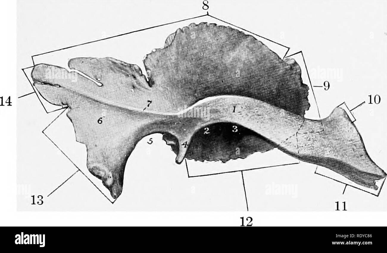 . L'anatomie de l'animaux domestiques . Anatomie vétérinaire. L'os temporal 61 formant la suture squameux. La frontière ventrale rejoint l'aile de l'temporelle à la spheno-sphénoïdal suture squameux. Le bord antérieur s'unit à l'os frontal à la jonction pavimento-frontale suture, et la partie postérieure avec l'os occipital et temporal petrous. 2. L'os temporal (Os petrous petrosum) placetl est entre l'occipital. Fig. 38. Droit de l'os temporal Squamous op Nouveau-bohn poulain ; vue latérale. 1, apophyse zygomatique, cavité glénoïde ; 2 ; .3, 4, postglenoid condyle ; processus ; 5, 6 ; encoche, processus postérieur Banque D'Images