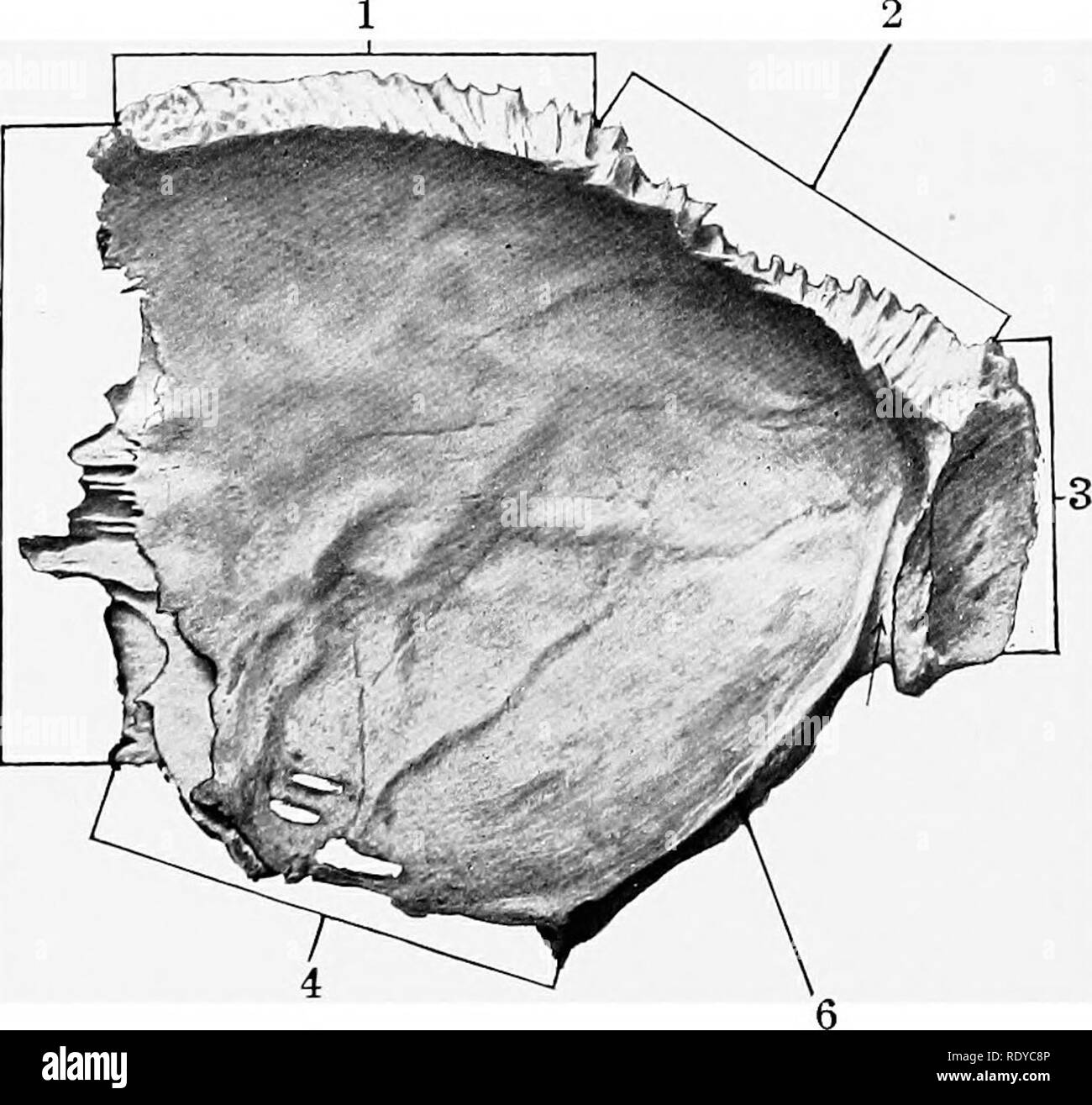 . L'anatomie de l'animaux domestiques . Anatomie vétérinaire. Fig. 35.-Droit Pariet.l'os de nouveau-né Fo.vl ; dorso-latérale. 1, jonction avec l'autre os ; 2, jonction avec interparietal ; 3, jonction avec l'occipital ; 4, jonction avec squamoua ; temporelles .5, jonction avec vue frontale, l'os, formant la suture squameuses (Sutura squamosa). L'angle de jonction des frontières latéraux et postérieurs s'articule avec l'angle postérieur de l'aile de l'sphenoid. Le développement.-Chaque os pariétal ossifies dans la membrane d'un seul centre.. Fig. 36.-l'os pariétal droit de nouveau-né, Poulain Cerebr Banque D'Images . L'anatomie de l'animaux domestiques . Anatomie vétérinaire. Fig. 35.-Droit Pariet.l'os de nouveau-né Fo.vl ; dorso-latérale. 1, jonction avec l'autre os ; 2, jonction avec interparietal ; 3, jonction avec l'occipital ; 4, jonction avec squamoua ; temporelles .5, jonction avec vue frontale, l'os, formant la suture squameuses (Sutura squamosa). L'angle de jonction des frontières latéraux et postérieurs s'articule avec l'angle postérieur de l'aile de l'sphenoid. Le développement.-Chaque os pariétal ossifies dans la membrane d'un seul centre.. Fig. 36.-l'os pariétal droit de nouveau-né, Poulain Cerebr Banque D'Images