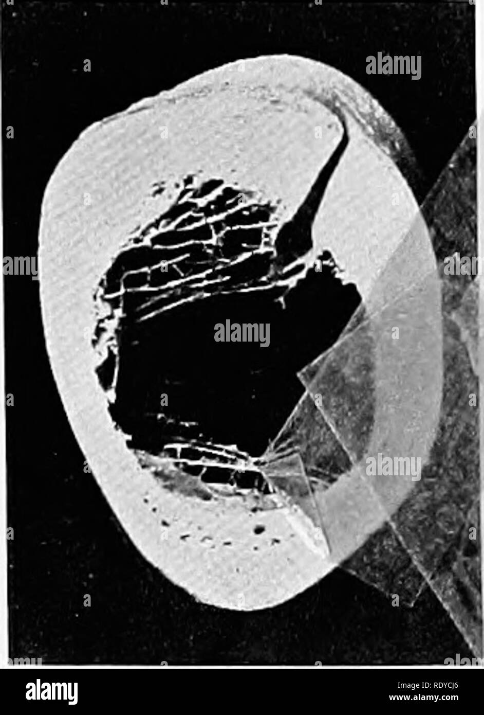 . L'anatomie de l'animaux domestiques . Anatomie vétérinaire. Fig. 2.- -Échantillon de tiers proximal de l'humérus droit de l'arbre de cheval. Fig. 3.- -Échantillon de tiers distal de l'arbre de l'humérus gauche du cheval. L'article passe au travers du foramen nutritif et canal. d'innombrables petites branches qui entrez minute ouvertures (les canaux de Volkmann) sur la surface et d'atteindre les canaux de la compact Haversien substance. D'autres branches entre les extrémités des os longs et de l'offre l'os et la moelle spongieuse dans eux. Dans le cas des plus gros os, et plus particulièrement les os longs- le grand nutriment ou moi Banque D'Images
