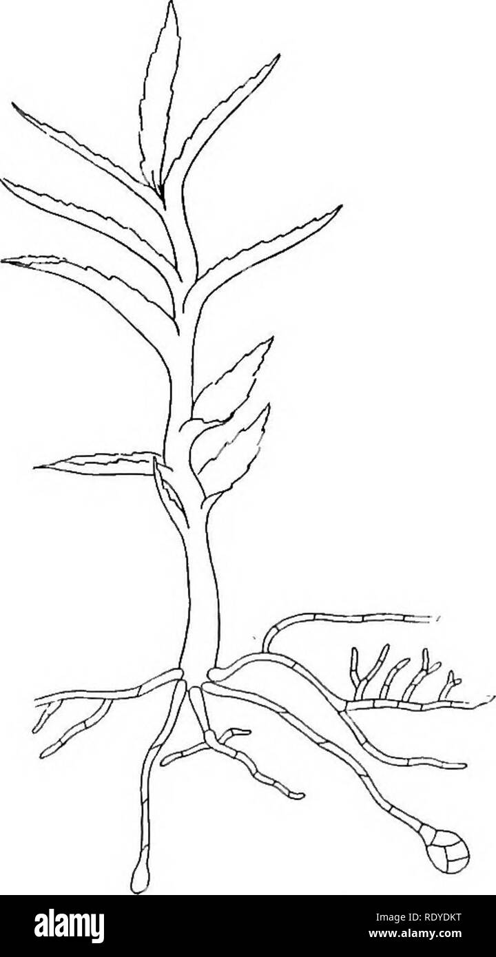 . La vie des plantes et usages des plantes ; un manuel élémentaire, une fondation canadienne pour l'étude de l'agriculture, de l'économie domestique ou d'un collège de la botanique. La botanique. Mousses 407 proportionnellement à la partie stérile que c'est le cas dans l'sporogonium de Marchantia. Par la partie stérile, il faut entendre toute partie qui ne produit pas de spores. Cette augmentation de la stérilité de la partie du sporophyte est significatif, chez les végétaux supérieurs, nous constatons que presque toutes les cellules de l'sporophyte sont stériles. Le sporogo plutonium- de certaines mousses, comme celle d'Anthoceros chez les hépatiques, contient des chloro- phyll et effectue quelques décisions alimentaires. L'essentiel de ses Banque D'Images