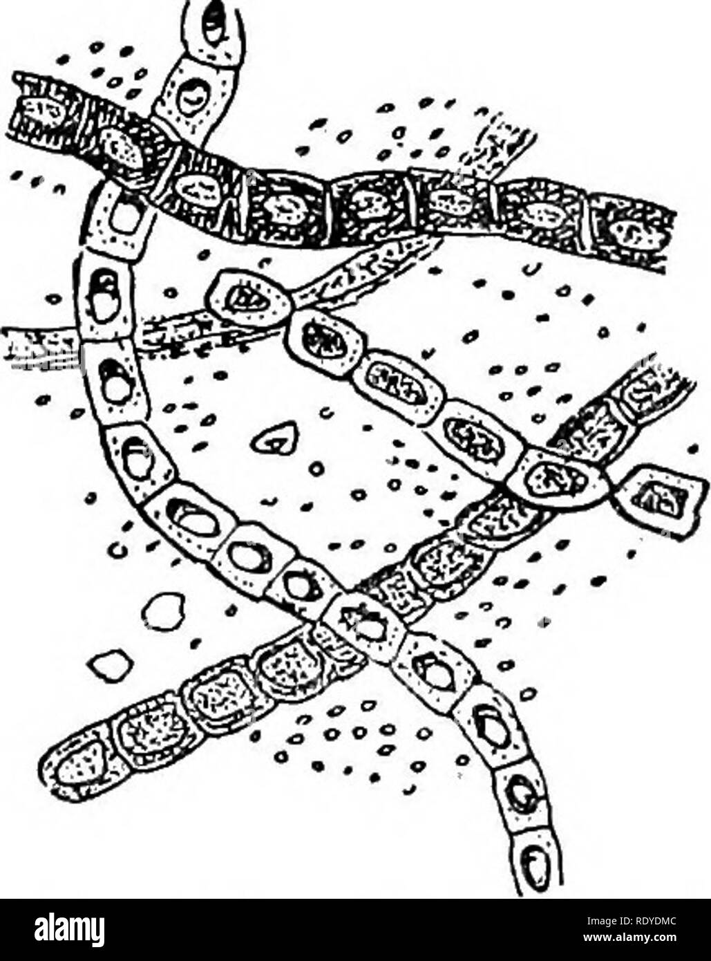 . Un manuel de plantes toxiques, principalement de l'Est de l'Amérique du Nord, avec de brèves notes sur le développement économique et les plantes médicinales, et de nombreuses illustrations. Plantes toxiques. Manuel de 300 plantes toxiques Paris découvert les hyphes du champignon et Malcolm Morris la spore-comme corps. Behrend en 1890 réussi à cultiver le champignon. Sporotricfium tonsurans. Des poils minces hyphes 1,5-2 /* de diamètre, droit, ondulés, cloisonnées, dichotomiques ou non cloisonnées, pénétrer dans les follicules de cheveux formant un mycélium emmêlée, petites pustules et croûtes ; dans des endroits dépourvus de poils il forme des taches rouges, squameuses, Banque D'Images