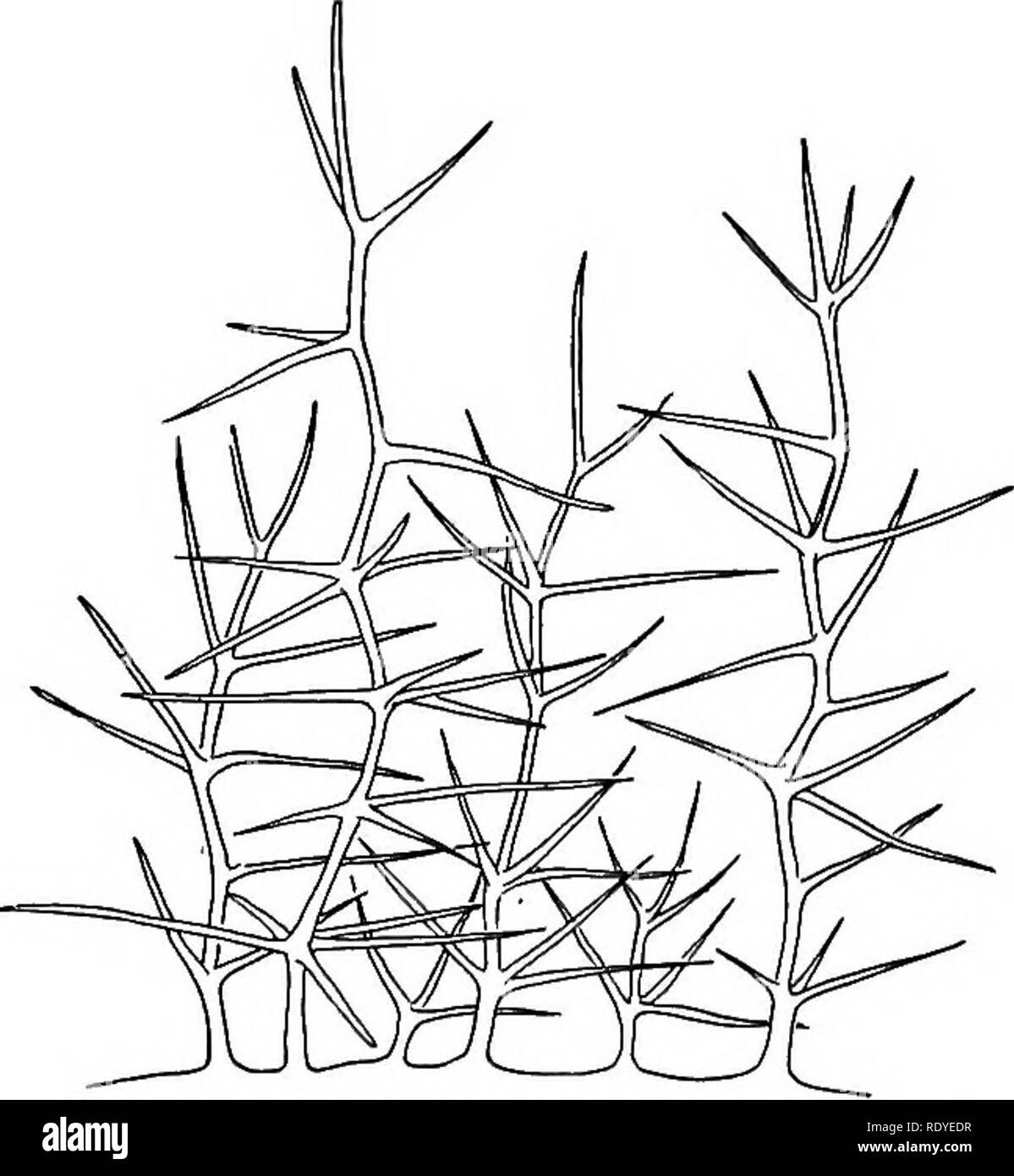 . La vie des plantes et usages des plantes ; un manuel élémentaire, une fondation canadienne pour l'étude de l'agriculture, de l'économie domestique ou d'un collège de la botanique. La botanique. 214 laisse la possession de poils peut avoir certains avantages pour la plante qui ne sont pas compris ; un avantage que n'a pas été établie, cependant, c'est que lorsque les poils abondants de retarder l'évaporation. Il est significatif que les poils ne sont généralement plus abondants sur les surfaces sous des feuilles, et que c'est sur le fait que la majorité des surfaces de moins de stomates sont généralement situés. Certaines feuilles sont densément pubescente dessous et parfaitement lisse au-dessus. Souvent les jeunes feuilles tendres, h Banque D'Images