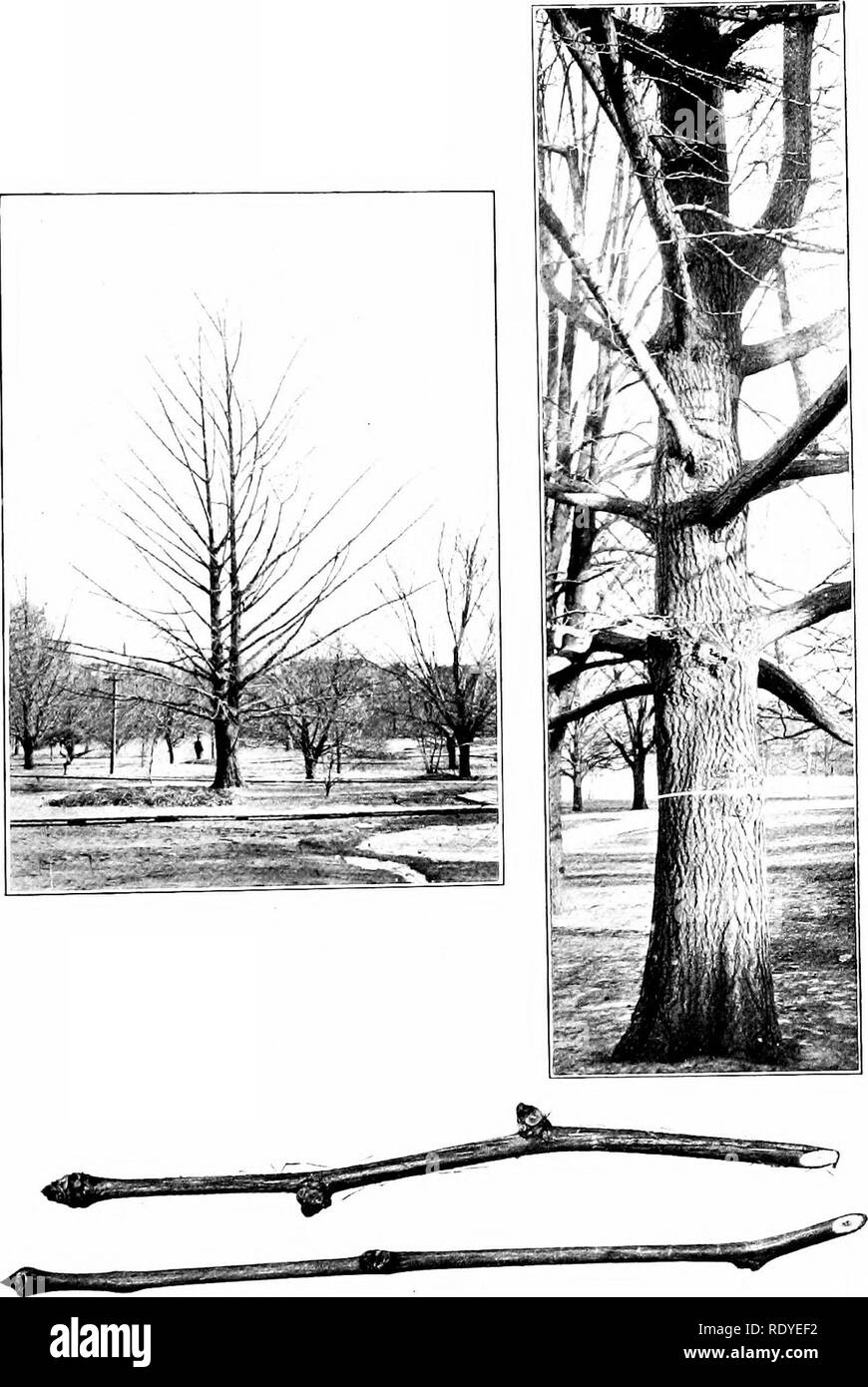 . New England arbres en hiver. Les arbres, les arbres en hiver. Le Ginkgo. Veuillez noter que ces images sont extraites de la page numérisée des images qui peuvent avoir été retouchées numériquement pour plus de lisibilité - coloration et l'aspect de ces illustrations ne peut pas parfaitement ressembler à l'œuvre originale.. Blakeslee, Albert Francis, 1874-1954 ; Jarvis, Chester Deacon, 1876-1948 ; Blakeslee, Albert Francis, 1874-1954. New England arbres en hiver. Storrs, Connecticut Storrs , Poste de l'Expérience Agricole Banque D'Images
