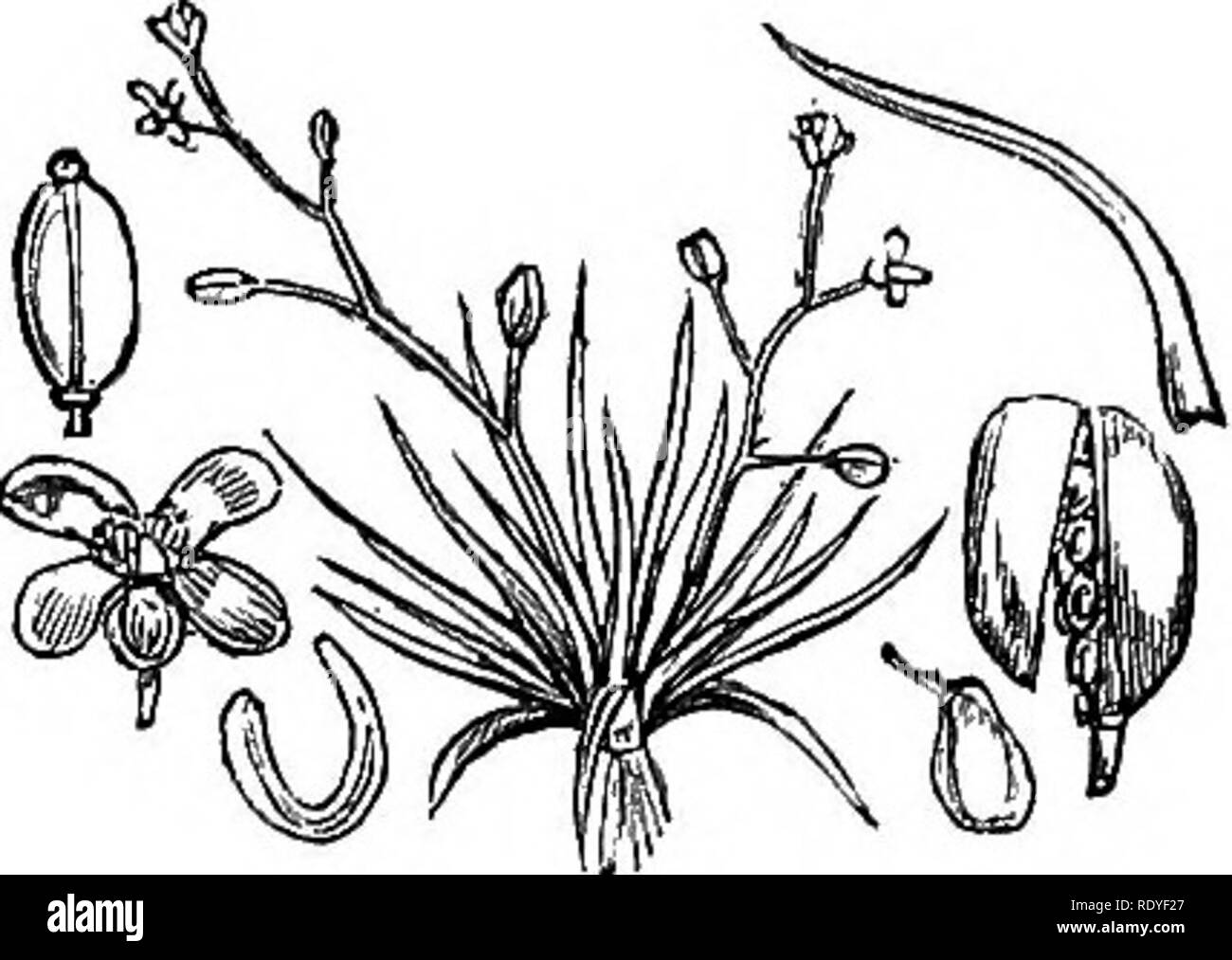 . Illustrations de la flore britannique : une série de gravures sur bois, avec des plantes, des dissections britannique. La botanique, la botanique. 94. Subularia aquatica. 93. Camelina sativa.. Veuillez noter que ces images sont extraites de la page numérisée des images qui peuvent avoir été retouchées numériquement pour plus de lisibilité - coloration et l'aspect de ces illustrations ne peut pas parfaitement ressembler à l'œuvre originale.. Fitch, W. H. (Walter Hood), 1817-1892 ; Smith, George Worthington, 1835-1917 ; Bentham, George, 1800-1884. Manuel de la flore britannique. Londres, L. Reeve &AMP ; Co. Banque D'Images