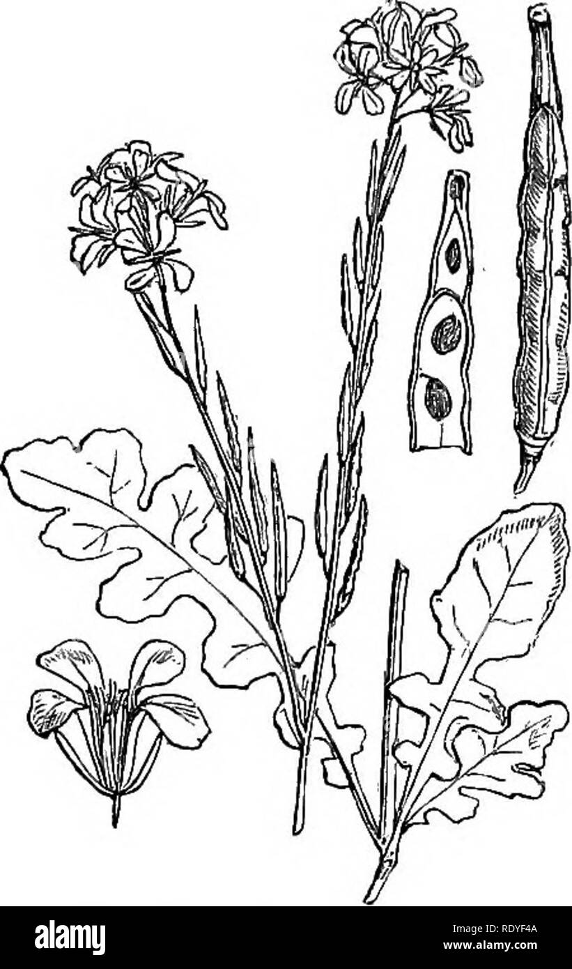. Illustrations de la flore britannique : une série de gravures sur bois, avec des plantes, des dissections britannique. La botanique, la botanique. 19. Veuillez noter que ces images sont extraites de la page numérisée des images qui peuvent avoir été retouchées numériquement pour plus de lisibilité - coloration et l'aspect de ces illustrations ne peut pas parfaitement ressembler à l'œuvre originale.. Fitch, W. H. (Walter Hood), 1817-1892 ; Smith, George Worthington, 1835-1917 ; Bentham, George, 1800-1884. Manuel de la flore britannique. Londres, L. Reeve &AMP ; Co. Banque D'Images