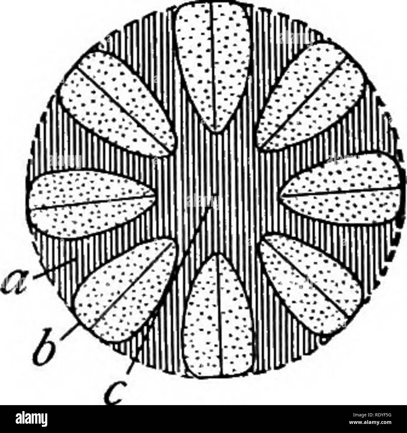 . Un manuel de botanique pour les collèges et universités ... La botanique. 424 Figs. 423, 424. - Des microsporanges Cycadofilicales, épaulette (Crossotheca) type : 423, schéma de la section transversale, montrant le membre (a), les sporanges (6) montrant leur attachement (d), et le " patron " centrale (c) ; 424, schéma de section horizontale, montrant les deux chambres les sporanges ; lettres comme avant. - Après Kidston. rangia sont pendantes d'un plus ou moins pétiolées et peltées lamina (figs. 423, 424) ; (2) type de cupule (Calymmaiotheca), dans lequel le micro- les sporanges se produisent dans des structures de type cupule terminat- ing nake Banque D'Images . Un manuel de botanique pour les collèges et universités ... La botanique. 424 Figs. 423, 424. - Des microsporanges Cycadofilicales, épaulette (Crossotheca) type : 423, schéma de la section transversale, montrant le membre (a), les sporanges (6) montrant leur attachement (d), et le " patron " centrale (c) ; 424, schéma de section horizontale, montrant les deux chambres les sporanges ; lettres comme avant. - Après Kidston. rangia sont pendantes d'un plus ou moins pétiolées et peltées lamina (figs. 423, 424) ; (2) type de cupule (Calymmaiotheca), dans lequel le micro- les sporanges se produisent dans des structures de type cupule terminat- ing nake Banque D'Images