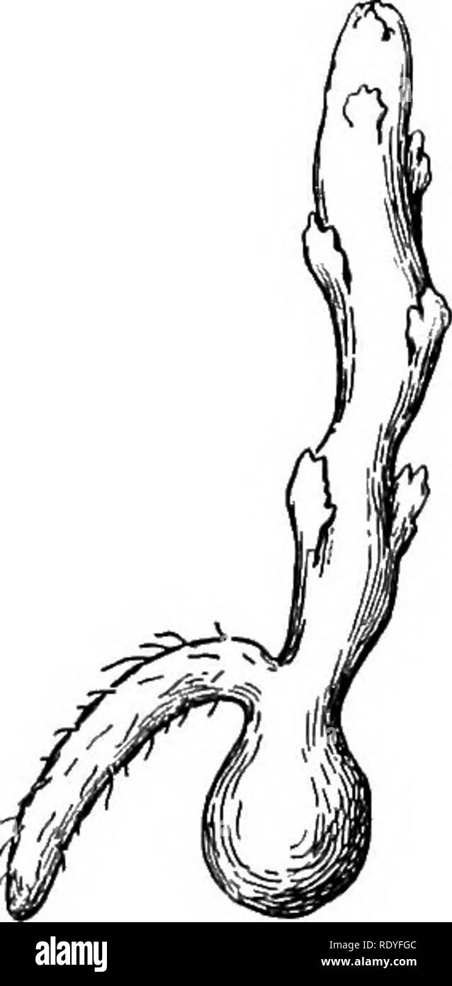 . Un manuel de botanique pour les collèges et universités ... La botanique. Fig. 288-293. - Embryon (sporophyte) de Lyco- podiwm clavatum : 288, première division de l'oeuf en sus- pensor cellule et cellule embryonnaire ; 289, 290, division de cellules embryonnaires en quatre cellules (290 étant un sec- tion) ; 291-293, d'autres stades du développement de l'embryon. --Après Bruchmann.. Fig. 294. - Jeune sporophyte de Lycopo diwm^- clavatum show- ing, pied de la tige et de la racine primaire graduation goniométrique feuilles. - Après Bruchmann, sporophyte. trouvés dans certains ptéridophytes, comme l'Lycopo- diales, mais très caractéristique de seed Banque D'Images