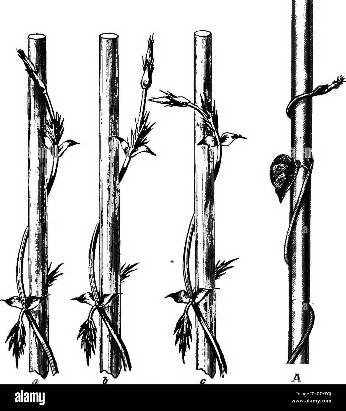 . Physiologie végétale. Physiologie végétale. TWINERS ET AUTRES PLANTES GRIMPANTES 277 Si une plante volubile est placée sur un clinostat et tourné lentement autour d'un axe horizontal, le mouvement s'arrête et la croissance volubile produit dans une directive- tion parallèle à l'axe de rotation, tandis que les plus jeunes se transforme de la spirale formée précédemment- devenir réglé. Ces expériences indiquent qu'une réponse géotropique est nécessaire pour twining. §2. Les non-twining grimpeurs.^-les longues tiges de non-twining alpinistes sont incapables de la ficelle, mais elles grimpent à l'aide de poils, des épines, des racines aériennes, vrilles,. 6^ c Fig. 153.-Twinin Banque D'Images