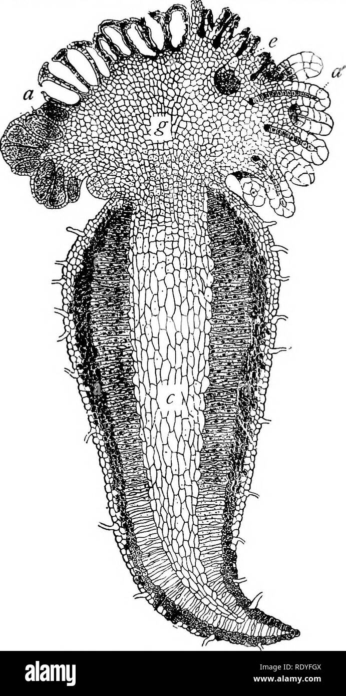 . Un manuel de botanique pour les collèges et universités ... La botanique. 128 le développement de la morphologie ressemble étroitement l'anthéridie eusporangiate méthode de développement du sporange, et est toujours associé avec elle. Il est intéressant de noter que seul le^ Anthoccrotales brvophvtes amon approche cette méthode de formation dans l'anthéridie fait que la cellule intérieure à la suite de la division périclinales p|ives lieu à la sper- matogenous les tissus. Les spermatozoïdes sont re- marquables parmi dans pteridophvtes biciliate- ment, un char- caractère qui belorigs au sperme de bryophytes (fig. 282). L'archégone.- archego Banque D'Images