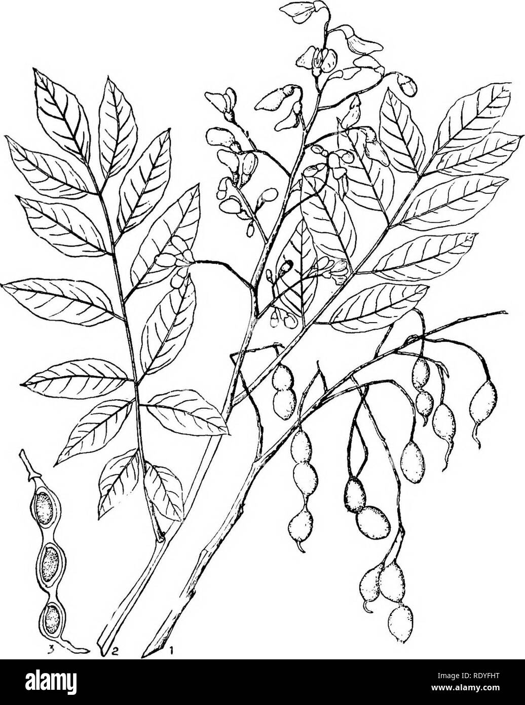 . Arbres économique chinoise. Les arbres. 186 arbres économique chinois. 69 de la plaque. SOPHORA JAPONICA Linnseus 1. Direction générale de la fructification ; 2. Rameau en fleurs ; ?,. L'article de pod.. Veuillez noter que ces images sont extraites de la page numérisée des images qui peuvent avoir été retouchées numériquement pour plus de lisibilité - coloration et l'aspect de ces illustrations ne peut pas parfaitement ressembler à l'œuvre originale.. Chi ?e ?n, Huan-yung, 1895-. [Shanghai] imprimé par la presse commerciale, Ltd Banque D'Images