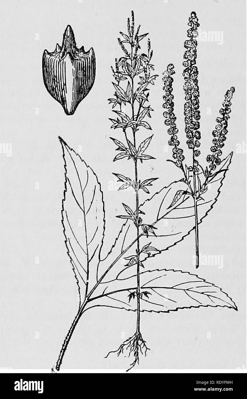 . Un manuel de plantes toxiques, principalement de l'Est de l'Amérique du Nord, avec de brèves notes sur le développement économique et les plantes médicinales, et de nombreuses illustrations. Plantes toxiques. Manuel de 136 plantes toxiques Campanulaceae. Bluebell Famille. Lobelia cardinalis L. Cardinal-fleur. C'est classé parmi les plantes toxiques par le Dr Schaffner. Le Cardinal- fleur est très abondante dans les marécages le long des cours d'eau dans l'Est de l'Iowa, et N. Mademoiselle Vallée. Lobelia siphilitica L. Lobelia bleu. Également mentionné comme une plante toxique par le Dr Schaffner. Lobelia spicata Lam. Lobelia dopés pâle. Partout sur les prairies de l'Amérique du Banque D'Images