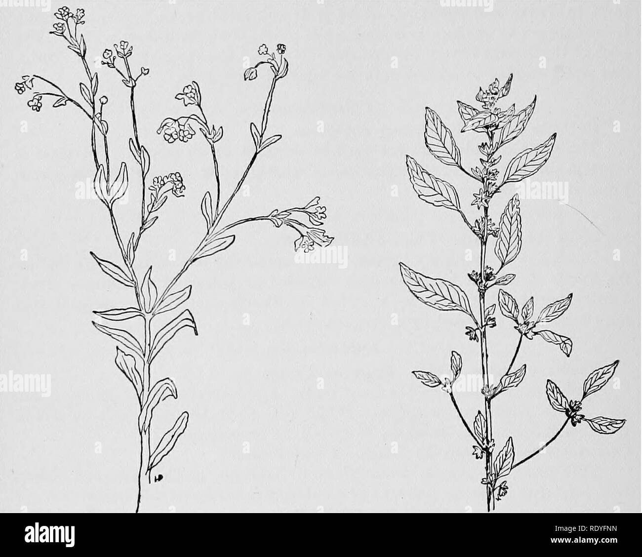 . Un manuel de plantes toxiques, principalement de l'Est de l'Amérique du Nord, avec de brèves notes sur le développement économique et les plantes médicinales, et de nombreuses illustrations. Plantes toxiques. Manuel de 122 plantes toxiques vers l'ouest jusqu'au Texas. B. maculaia est commun partout à l'Est des Rocheuses. L'E. cyparissias a été récemment envoyé à moi de Logan l'Iowa, où il est dit avoir tué des agneaux.. Fig. 19e. L'euphorbe ésule (Euphorbia corollata floraison). (J'^ois Pammel). Têtes de mercure (le virginica}. Ces deux plantes toxiques. Fig. 19f. Trois Le virginica Lj trois têtes de mercure. Dans les champs communs et places ouvertes du Canada un Banque D'Images