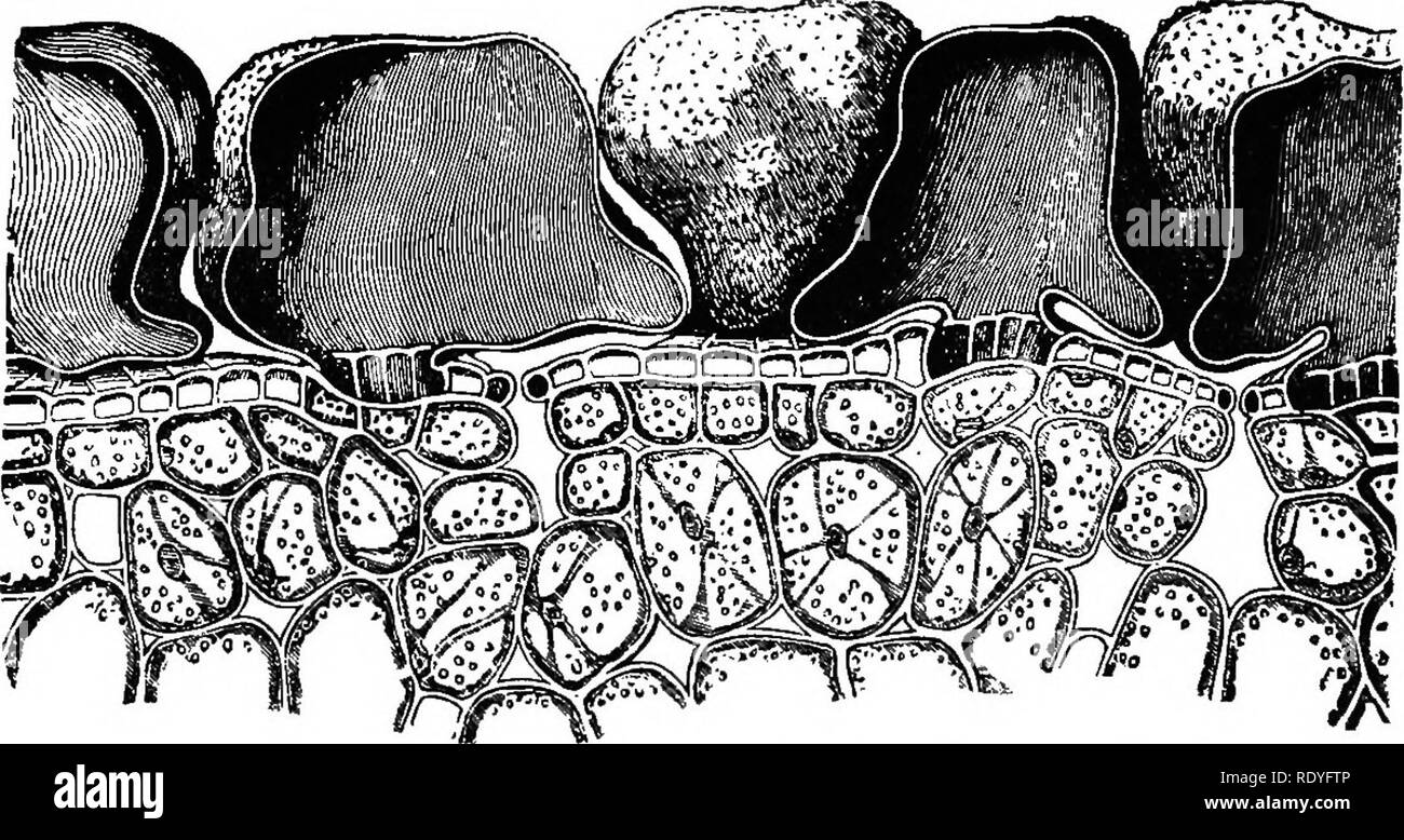 . Physiologie végétale. Physiologie végétale. 234 PHYSIOLOGIE DE LA CROISSANCE ET de ces cellules de configuration contiennent de l'eau qu'ils se comportent comme des réservoirs à partir de laquelle les cellules de l'Ijdng- leaf tirent leur alimentation. Les feuilles de Trachycarpus fortunei (Fig. 115), fournir un exemple de caractéristique les mécanismes qui empêchent la transpiration excessive. Fig. 115, ^ » montre une contre-. Cochon. 114.-Section througli falcala Rochea feuille o£, montrant les cellules de l'épiderme supérieur siliceux. coupe d'une feuille de cette plante dans des conditions normales. Quand la sécheresse commence, cependant, les stomates non seulement fermer mais aussi les feuilles et rouleaux pour Banque D'Images