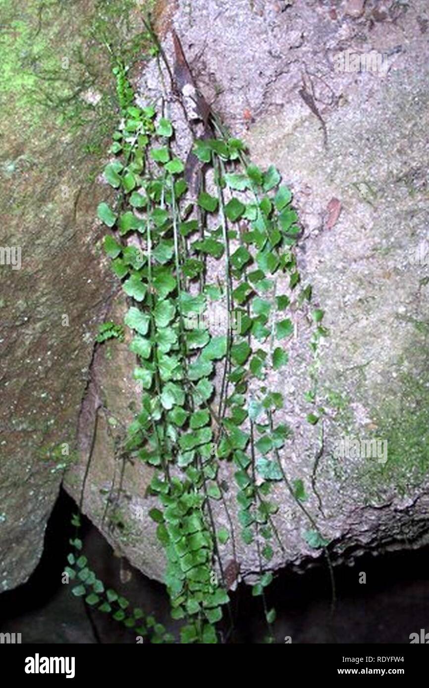 Asplenium flabellifolium sur grès de Hawkesbury. Banque D'Images