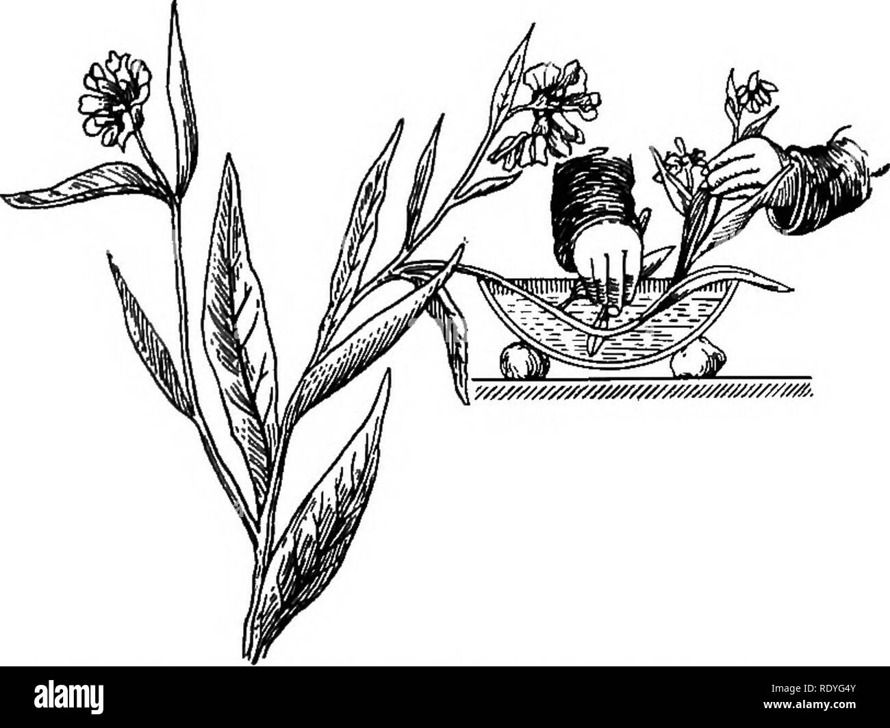 . Physiologie végétale. Physiologie végétale. Circulation DES MATÉRIAUX DANS L'usine de métal 121. Parfois les navires peuvent ainsi être injecté avec du mercure pour une distance de façon à 60 cm. au-dessus de la surface de coupe. Des expériences de ce genre montrent que l'atténuation de l'air dans les vaisseaux peuvent être très considérables. Pression négative dans le bois peut être démontré dans une autre manière. Une branche avec deux ou plusieurs des brindilles (Fig. 77) est placé sur son extrémité coupée dans l'eau. L'un des rameaux est coupé et l'extrémité de coupe (6) est connecté avec un tube en caoutchouc dans un tube de verre (a), l'extrémité inférieure de ce qui plonge dans le mercure. L'arrière Banque D'Images