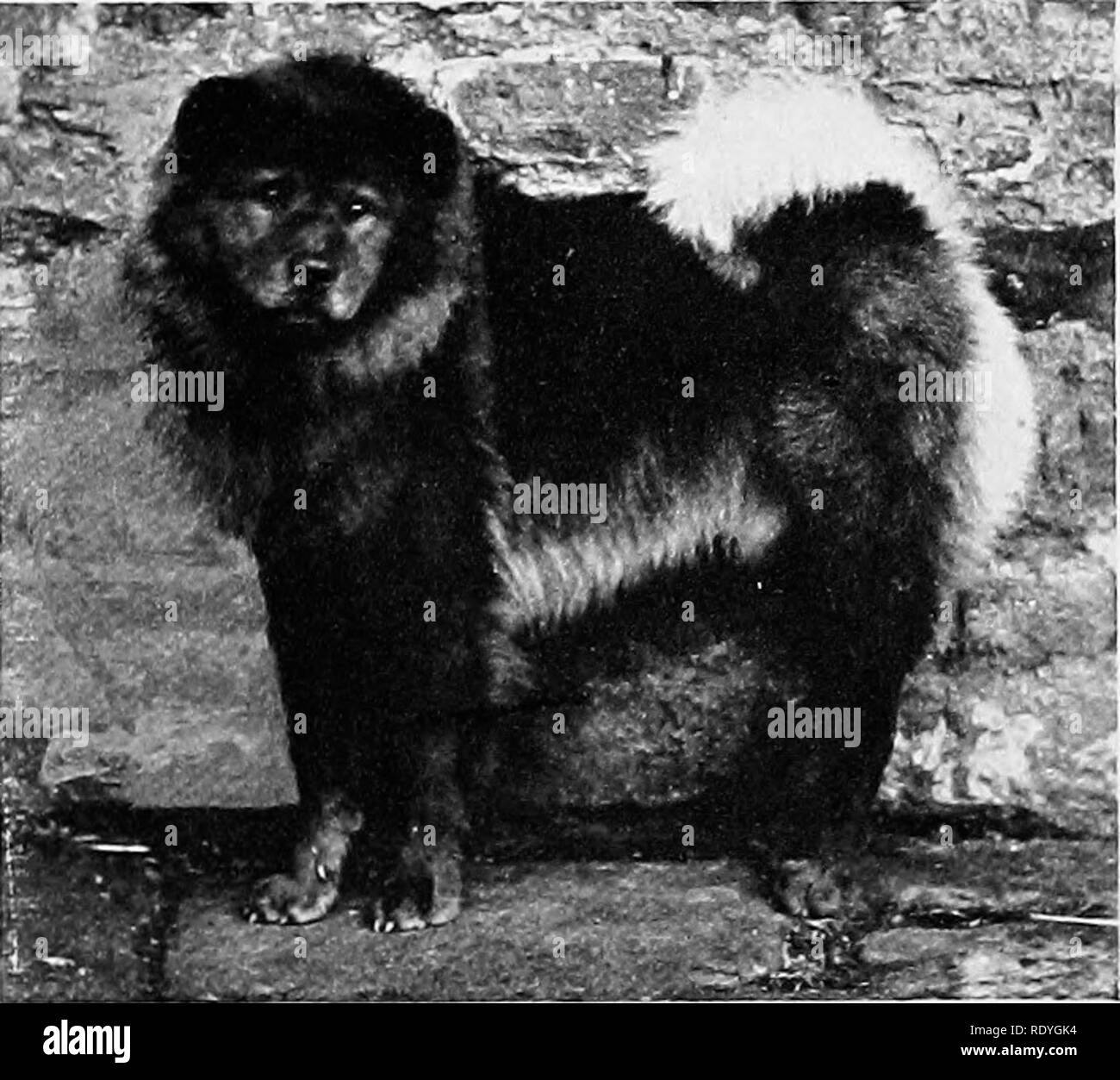 . Le chien d'adresses. Une histoire populaire du chien, avec des informations pratiques pour les soins et la gestion de la chambre, chenil, les chiens et d'exposition ; et la description des races importantes. Les chiens. f^^^ Photographie par F. M., SiUcliffe IVhilby CHOW COULEUR entière propriété de Mme B. F. Moore, Hindeiwell, Yorkshire. CH. KIOLI un chien de type ancien, montrant des ombres crème. Appartenant à Mme B. F. Moore. Hinderwell, Yorkshire. Veuillez noter que ces images sont extraites de la page numérisée des images qui peuvent avoir été retouchées numériquement pour plus de lisibilité - coloration et l'aspect de ces illustrations ne peut pas perfectl Banque D'Images