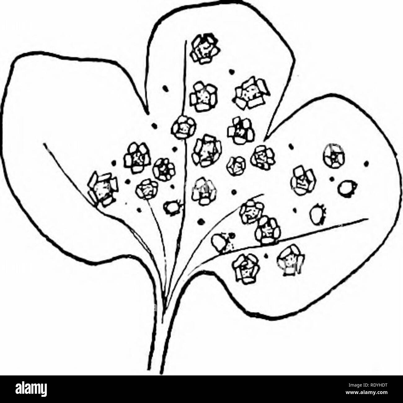 . Le livre de champignons : un guide populaire pour l'identification et l'étude de nos champignons roturier, avec un accent particulier sur la variétés comestibles . Les champignons, les champignons comestibles, de cuisine ; (champignons) ; cbk. Le charbon du maïs. La rouille sur Hepaiica triloba. Veuillez noter que ces images sont extraites de la page numérisée des images qui peuvent avoir été retouchées numériquement pour plus de lisibilité - coloration et l'aspect de ces illustrations ne peut pas parfaitement ressembler à l'œuvre originale.. Marshall, Nina L. (Nina Lovering). New York : Doubleday, Page Banque D'Images