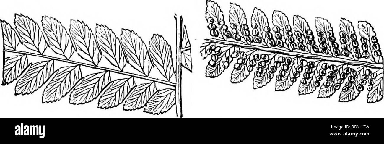 . Fougères : British &AMP ; affaires. L'histoire, organography, classification, et énumération des espèces de fougères le jardin avec un traité sur leur culture, etc. etc. Les Fougères. Une énumération OP. FEKNS CULTIVÉE 239-tri bi-pennées, de 5 à 15 pieds de long. Pennées ; veines, veinules gratuitement. liecepiaoles pcncliform la mise en â, terminal. Sori globuleuses, 'eflexed largf,. Bivalve indusie, coriáceas ; la vanne extérieure {acces- sory'indusie) concave, cucullate, connivence avec les plus petits, moins asually cucullate, bandeau intérieur ou spécial, l'indusie formant un kyste avec valve inégales. 1. D. arborescens, l'erit. ; Sook. Sp. F Banque D'Images