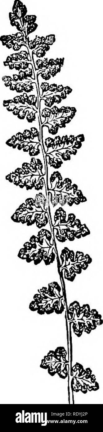 . Fougères : British &AMP ; affaires. L'histoire, organography, classification, et énumération des espèces de fougères le jardin avec un traité sur leur culture, etc. etc. Les Fougères. 77- genre de frondes n° 1, un 1 p&lt;im" du n° 5. M. Veuillez noter que ces images sont extraites de la page numérisée des images qui peuvent avoir été retouchées numériquement pour plus de lisibilité - coloration et l'aspect de ces illustrations ne peut pas parfaitement ressembler à l'œuvre originale.. Smith, John, 1798-1888. Londres, W. H. Allen &AMP ; Co. , Ltd. Banque D'Images