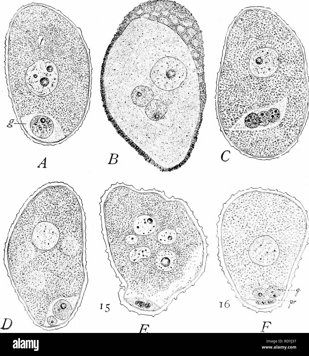 . Morphologie d'angiospermes (morphologie des spermatophytes. Partie II). Les angiospermes ; la morphologie des plantes. 134 MORPHOLOGIE D'ANGIOSPEEMS Frye (56), et des codes à barres (Oliver18). Les deux méthodes sont souvent trouvés dans la même espèce et même dans la même, comme dans l'anthère Lilium (Fig. 63). La cellule génératrice libre enfin assume une variété de formes, la plus courante étant le cytoplasme, lenticulaires massing principalement. Fig. 63.-homme garnctophyte au moment de l'excrétion.  B, 0, Lilium aurata ; les autres L. tigrinum ; x 500. Une cellule génératrice, contre le côté de ; 2 androspores ?, cellule générative dans le corps de l'homme ; les deux androspores Banque D'Images