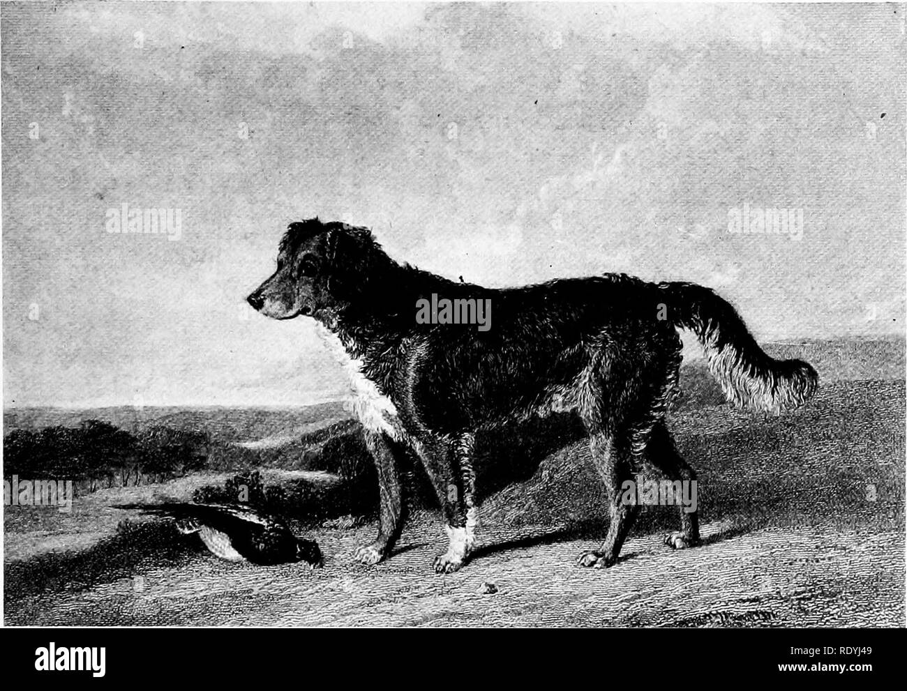 Le Chien Dadresses Une Histoire Populaire Du Chien Avec