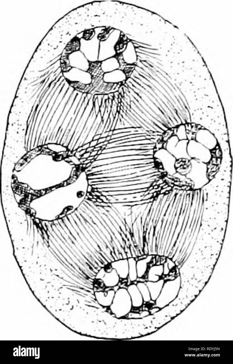 . Morphologie d'angiospermes (morphologie des spermatophytes. Partie II). Les angiospermes ; la morphologie des plantes. C Fm. 55.-Podophyllumpeltatum. La mitose dans les cellules-mères du pollen. A, la première division de la télophase ; £, fin de l'anaphase de deuxième division ; C, télophase de deuxième division ; les noyaux des quatre microspores sont formés, mais les parois cellulaires, comme cela est caractéristique de la division simultanée, n'ont pas encore comparu. Mottieb-après.2" d'ailleurs, l'élargissement et la révision des spores le plus rapidement briser la ligne (Fig. 58). Le premier enregistrement de l'occurrence d'une tétrade de Asclepias semble avoir bee Banque D'Images