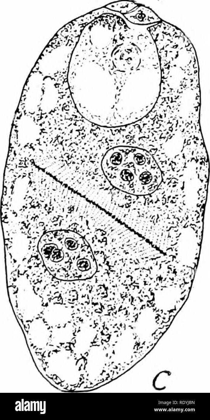 Morphologie d'angiospermes (morphologie des spermatophytes. Partie II). Les  angiospermes ; la morphologie des plantes. Fig. 40 Helosis gityanensis-..  Un embryon, binueleate-sac avec noyau antipodal déjà en train de se  désintégrer. B&gt ;