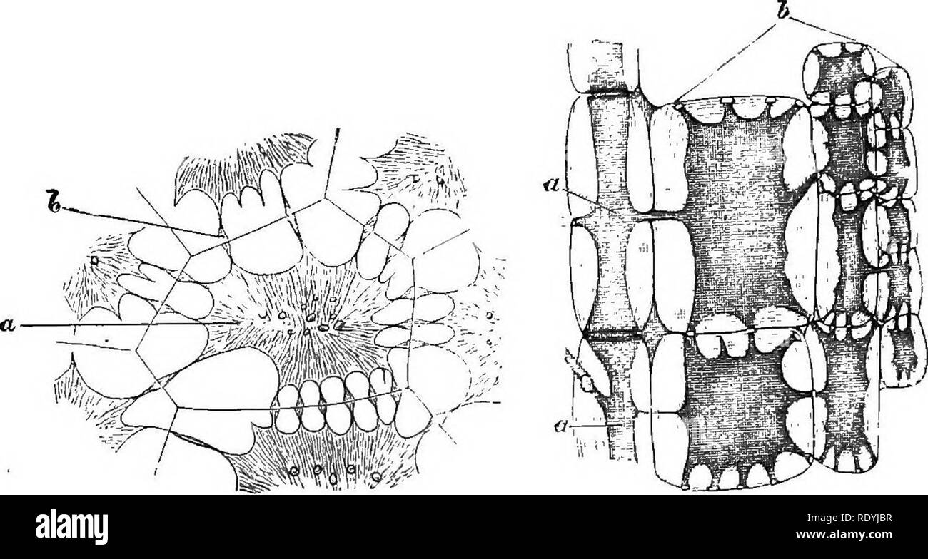 . Une introduction à la physiologie végétale. Physiologie végétale. 16 physiologie végétale suffisamment gros pour être visible sous un pouvoir relativement faible du microscope, et d'avoir besoin de peu de préparation particulière (fig. 18). Elle va sans aucun doute été remarqué que le terme '' des cellules est un peu utilisée de façon lâche. Une cellule d'une plante multicellulaires se compose de trois parties-le protoplaste, le cell-wall, et la vacuole (fig. 6) ; de ces le premier est le plus. Fig. 17.-La continuité de le protoplasme des cellules contiguës de l'endospebm d'un Palm Seed (Bentinchia). Très agrandie. (Après Gardiner.) Banque D'Images