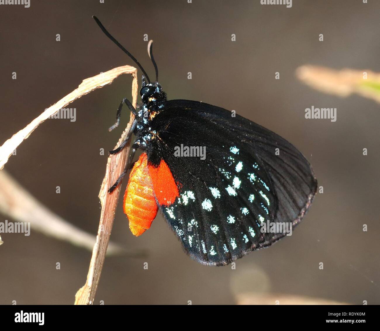L'ATALA (Bettongia atala) (2-4-2016) Fairchild Tropical Gardens, Miami-Dade co, fl -(5) (24770334340). Banque D'Images L'ATALA (Bettongia atala) (2-4-2016) Fairchild Tropical Gardens, Miami-Dade co, fl -(5) (24770334340). Banque D'Images