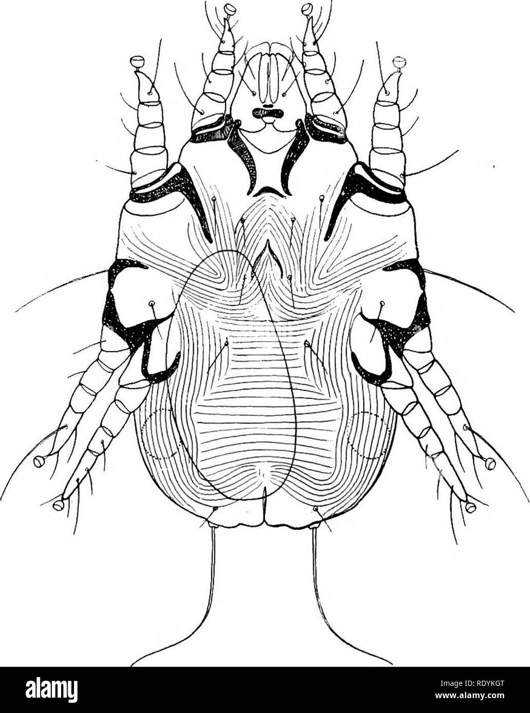. Acariens nuisibles pour les animaux domestiques (avec une annexe sur l'acarine disease de ruche d'abeilles). Les Mites ; médecine vétérinaire ; les abeilles. Les Acariens 50 hijurious aux animaux domestiques. cas. On voit donc que l'infection naturelle au-dessus de^ Notoedrus avec se rencontre parfois chez le chien, et peut être intense et generali en caractère au lieu de se limiter à la tête. Notoedric mange des lapins.-Dans le cas de lapins, Notoedrus s'attaque habituellement le visage, en particulier autour des yeux.. Fig. 32. Epidermoptes bilobatus (p. 65), 9 , à partir de ci-dessous, x 268. (D'après M. Neumann.) plus rarement attaquer les oreilles. Dans advanced Banque D'Images