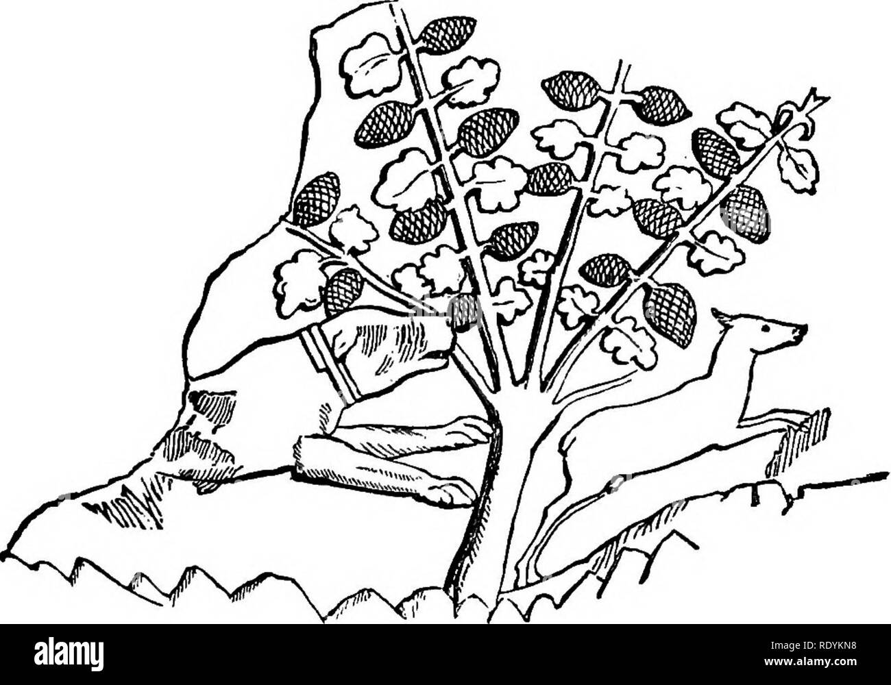 . Le chien d'adresses. Une histoire populaire du chien, avec des informations pratiques pour les soins et la gestion de la chambre, chenil, les chiens et d'exposition ; et la description des races importantes. Les chiens. L'Assyrie. Veuillez noter que ces images sont extraites de la page numérisée des images qui peuvent avoir été retouchées numériquement pour plus de lisibilité - coloration et l'aspect de ces illustrations ne peut pas parfaitement ressembler à l'œuvre originale.. Watson, James, 1845-. New York, Doubleday, Page &AMP, le nom de l'entreprise Banque D'Images