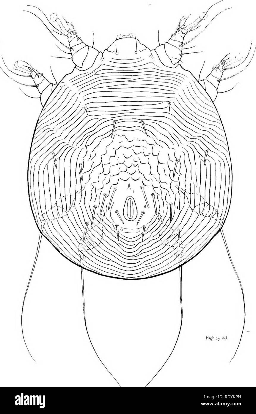 . Acariens nuisibles pour les animaux domestiques (avec une annexe sur l'acarine disease de ruche d'abeilles). Les Mites ; médecine vétérinaire ; les abeilles. 28 acariens nuisibles pour les animaux domestiques. chez le porc et son traitement, consultez le Bulletin des agriculteurs, non. 1085, U.S. Dept. of Agriculture, par Marion EMI. Sarcoptes scabiei var., suis, est transmissible à l'homme.. Fig. 10. Notoedrus cati, var. cuniculi (p. 50).-vue dorsale d'femelle, x 360. (Original.) la gale sarcoptique chez le mouton.-Dans la gale sarcoptique ovine est généralement limitée à la colle. C'est seulement dans des cas avancés ttab les membres et plus rarement le corps devenir touchés. La maladie Banque D'Images