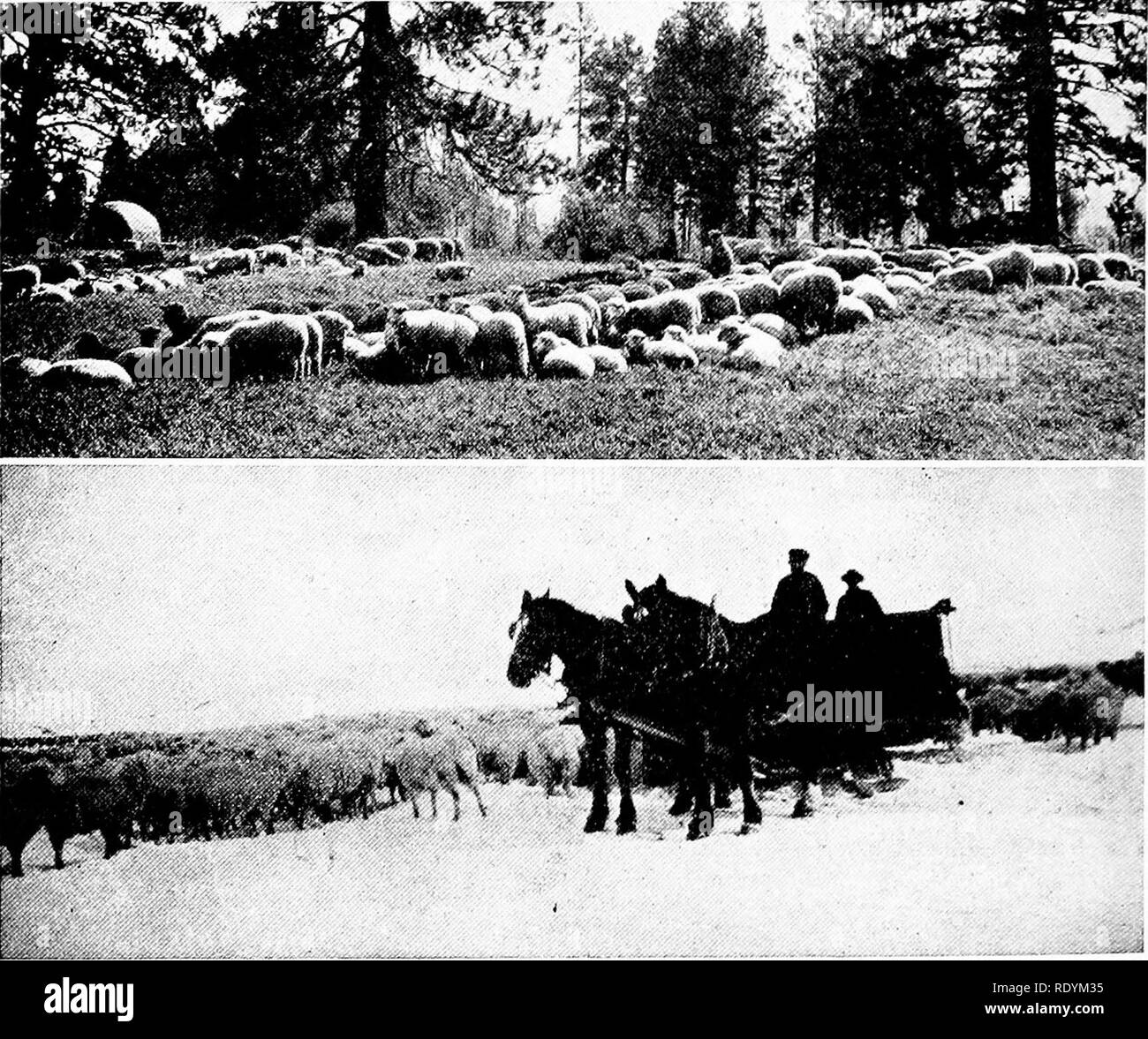 . L'élevage des moutons productifs . Les moutons. 398 NATURE DE LA GAMME ET DES BREBIS et leurs agneaux peuvent être facturés 8c. par brebis sur une attribution dont il peut utiliser du 15 juin au 1 novembre. Dans une certaine mesure le taux facturé dépend de la qualité de l'alimentation sur l'attribution et le temps qu'il peut être utilisé. Fig. 224.. Fig. 225. Fig. 224.-agneaux en trèfle dans l'Oregon. Ici et là dans l'ouest une méthode plus intensive de l'élevage sur l'intervalle ouvert est pratiqué. Fig. 225.-Complétant la gamme quand la neige est sur le sol avec le maïs, coton gâteau et le foin. Dans tous les états de th Banque D'Images