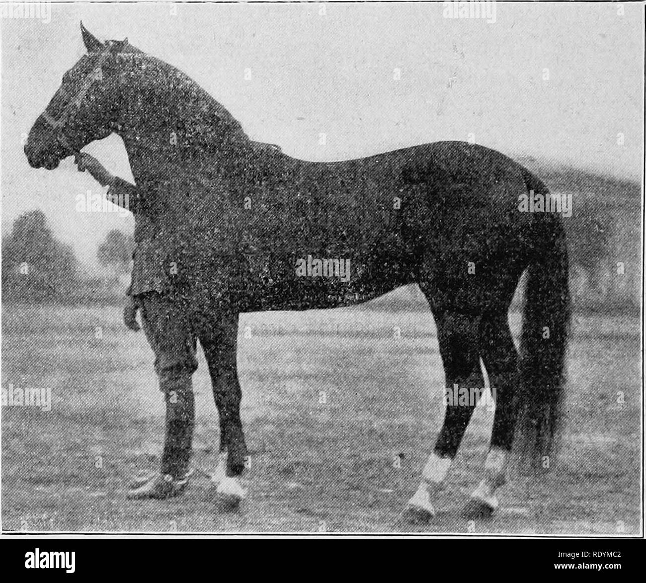 Éléments d'hippology. Les chevaux. 216 ÉLÉMENTS D'HIPPOLOaY. la main sur le  garrot et l'épaule pour les galles, piqûre à sitfasts, et le collier-galles,  et sur le coude pour service de furoncles.